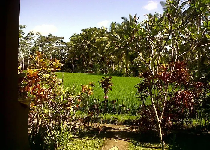 Arjana Rice Field Guest house Ubud (Bali)