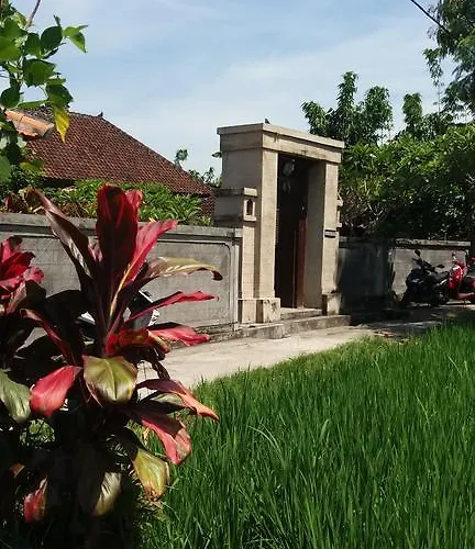 Arjana Rice Field